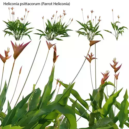 Heliconia psittacorum - Parrot Heliconia 3D model