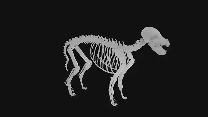 Puppy skeleton