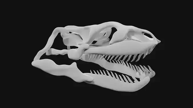 Anaconda skull of anaconda skeleton 3D model
