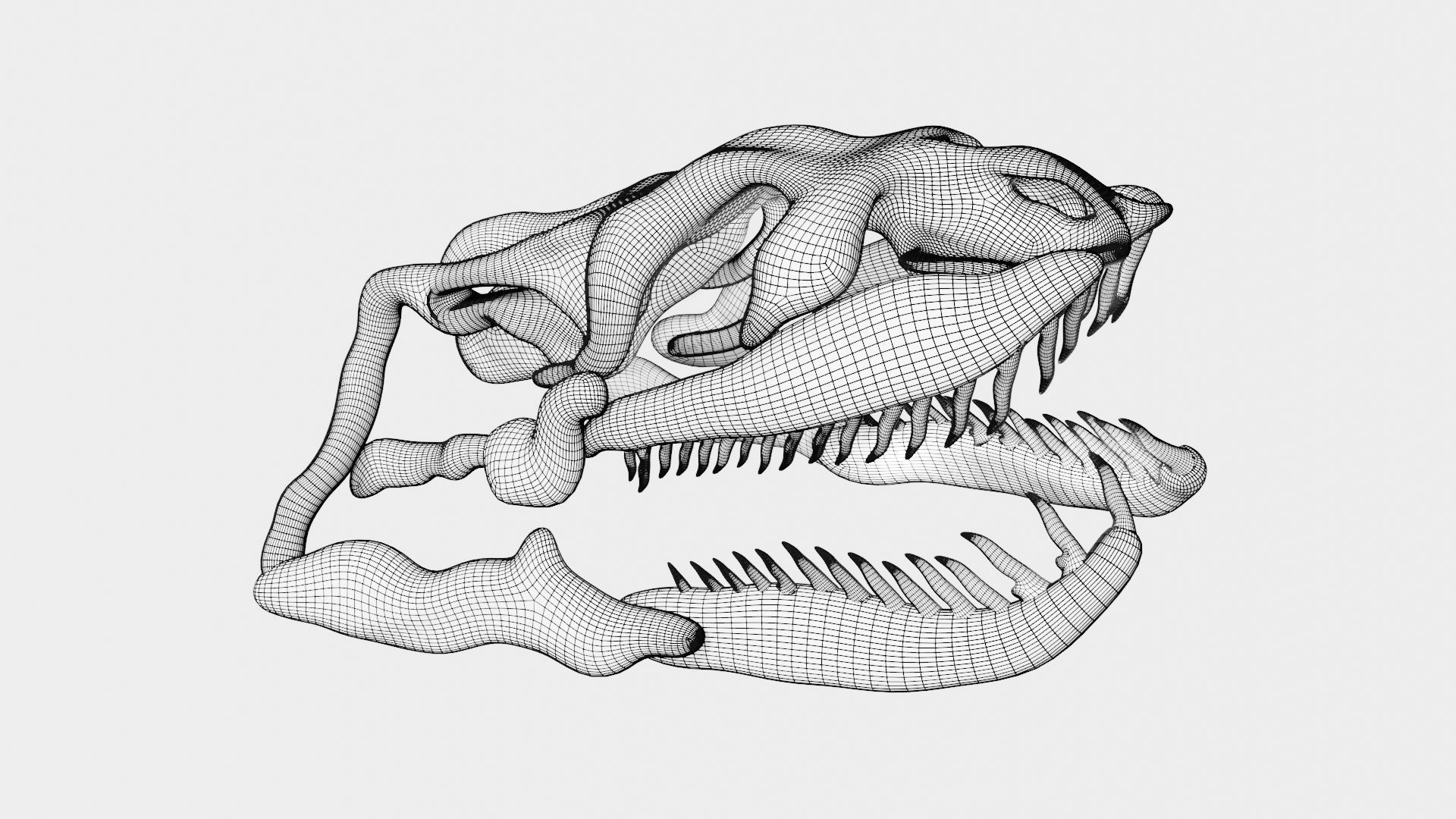 Anaconda skull of anaconda skeleton 3D model_7