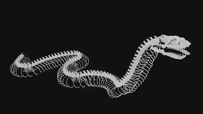Anaconda skeleton 3D model