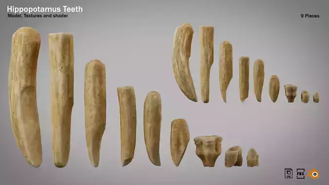 Hippopotamus teeth 9 pieces PBR Low-poly 3D model