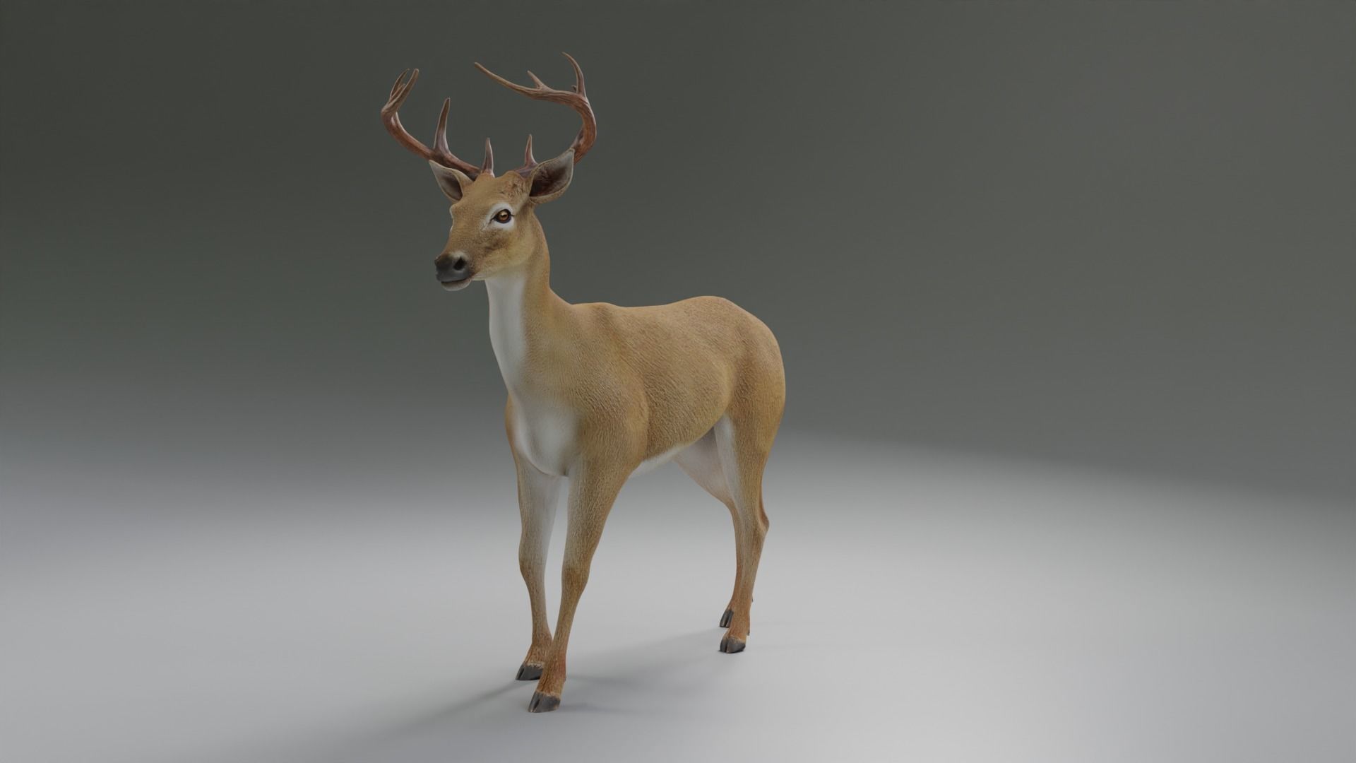 Deer realistic 3D model_1