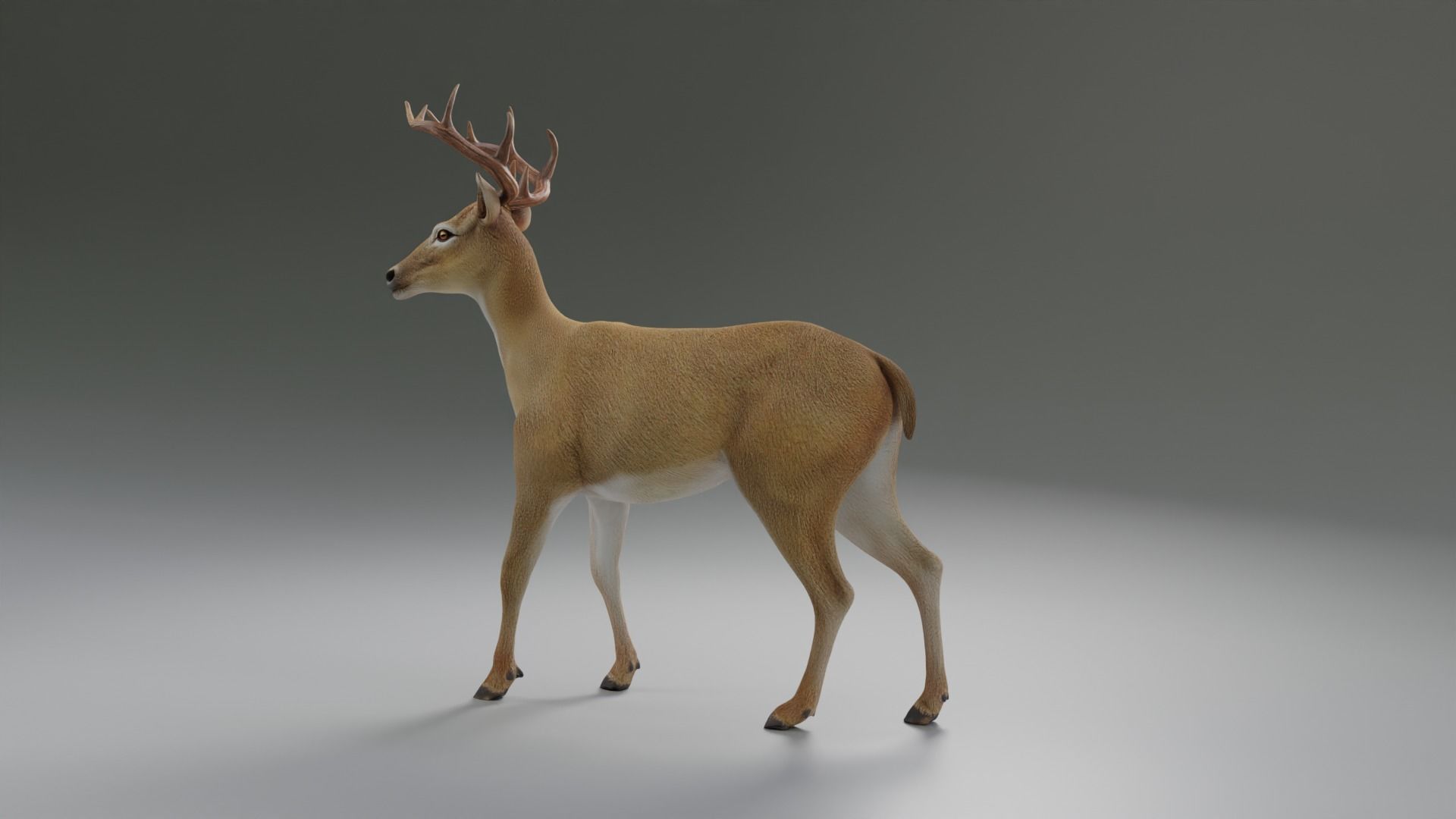 Deer realistic 3D model_2