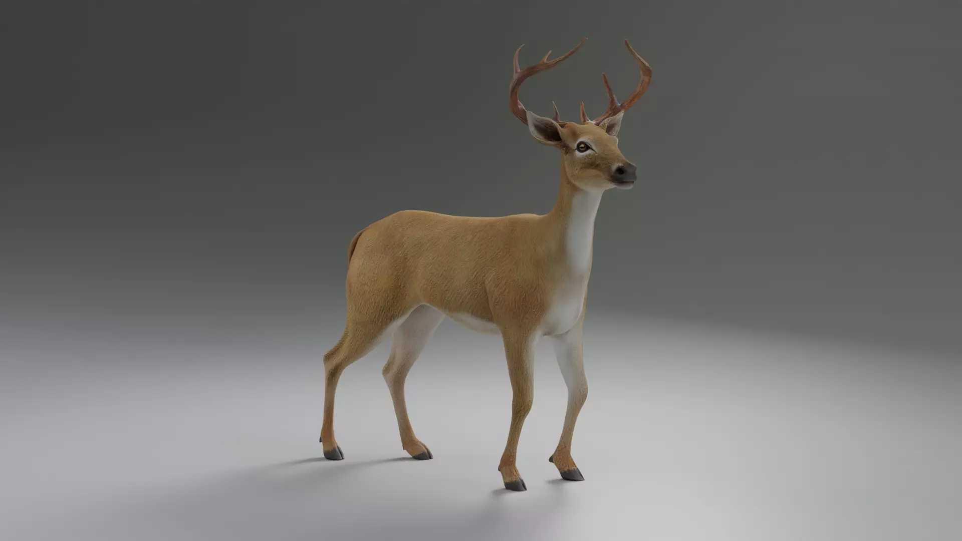 Deer realistic 3D model_0