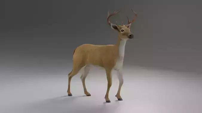 Deer realistic