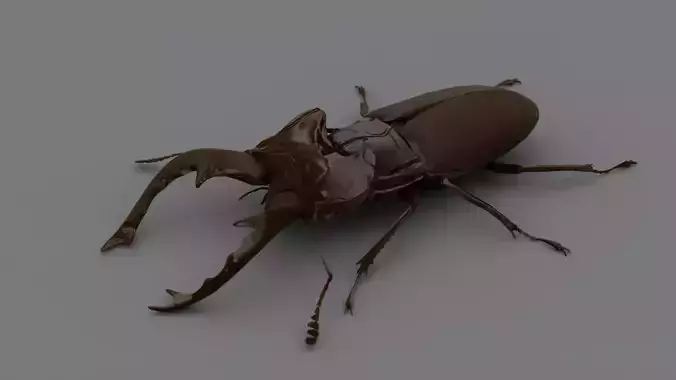 Stag Beetle Low-poly 3D model
