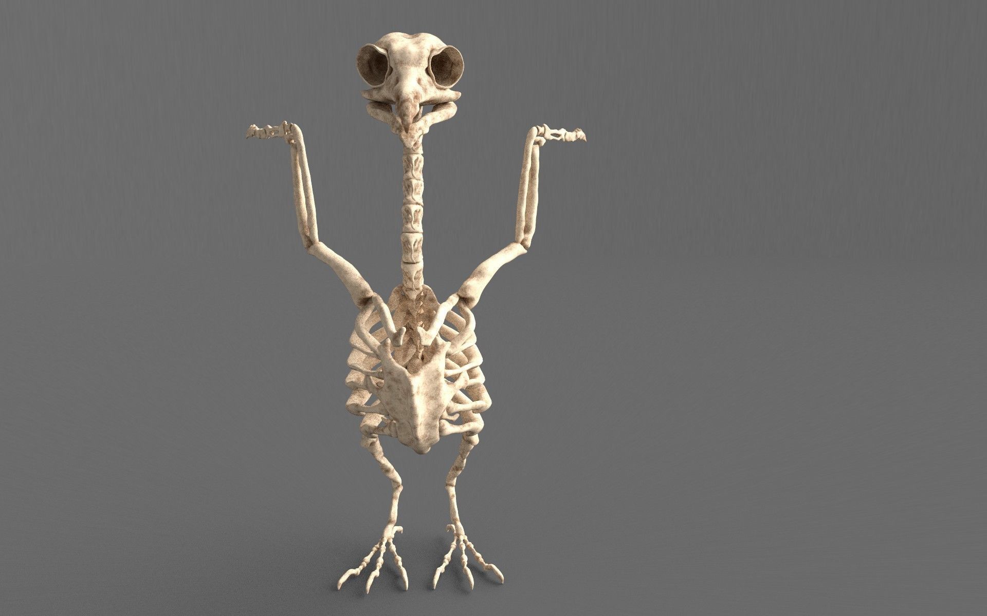 Birds - Skeletal  Low-poly 3D model_9