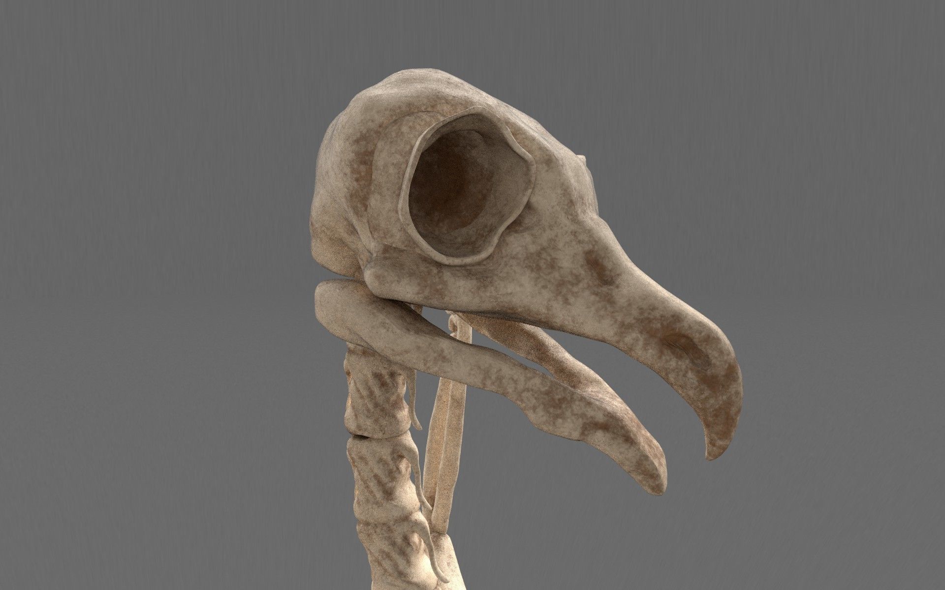 Birds - Skeletal  Low-poly 3D model_8