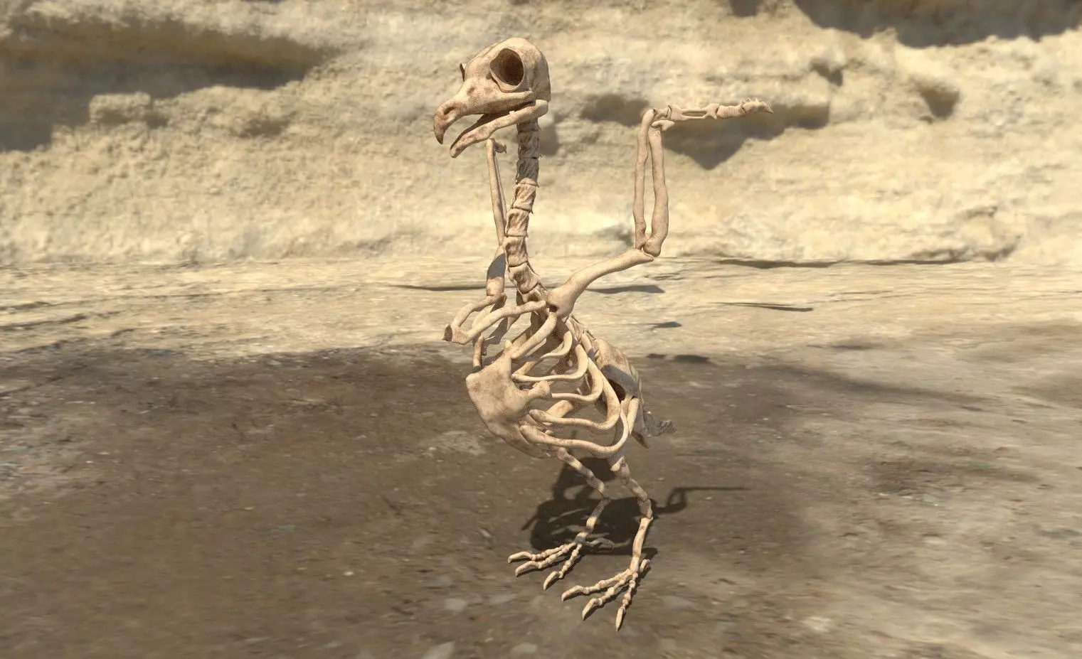 Birds - Skeletal  Low-poly 3D model_0