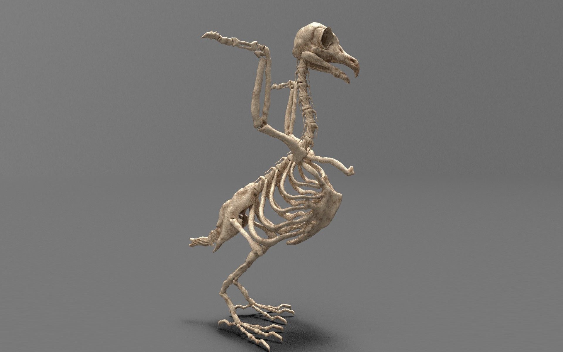 Birds - Skeletal  Low-poly 3D model_3