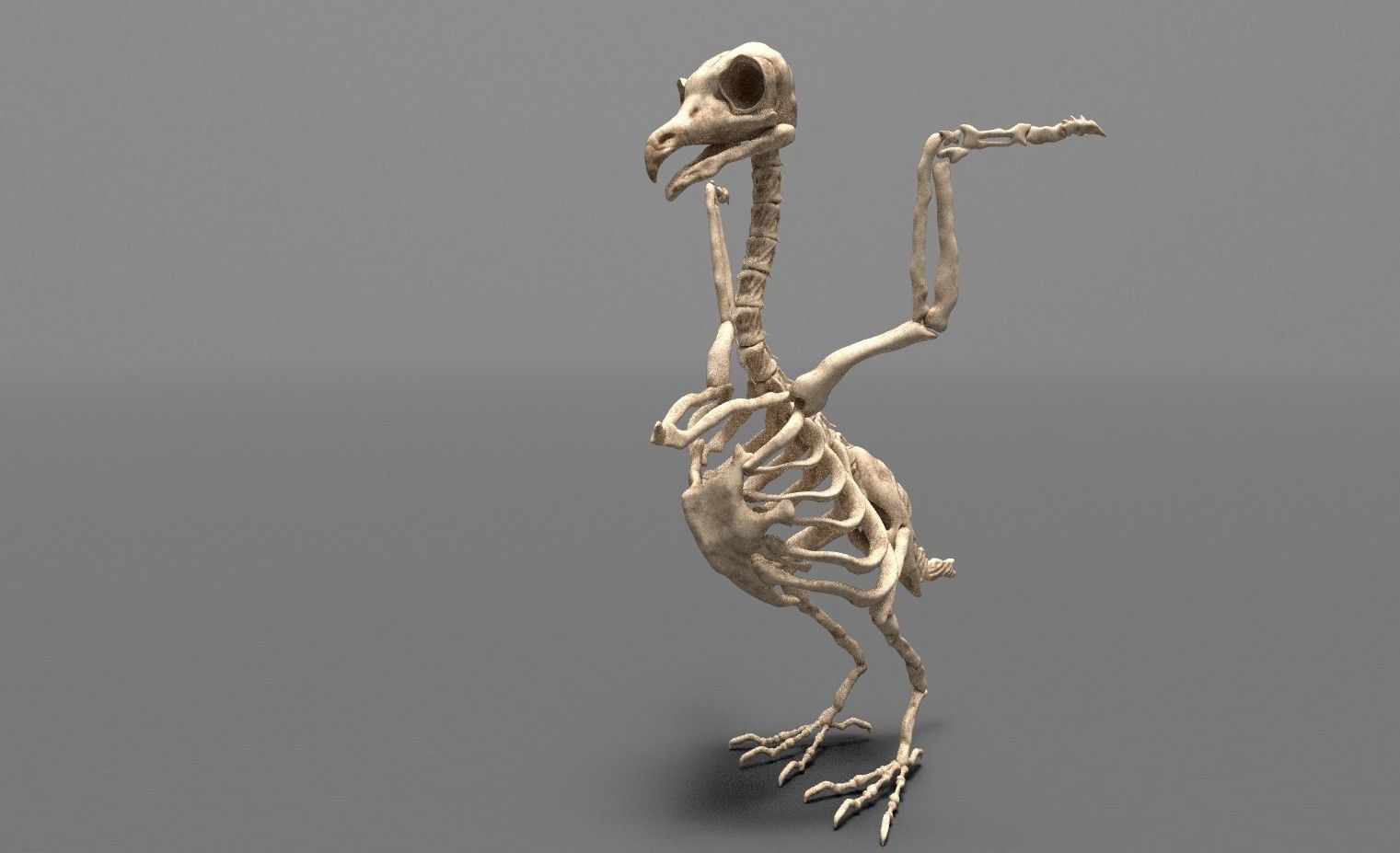 Birds - Skeletal  Low-poly 3D model_1