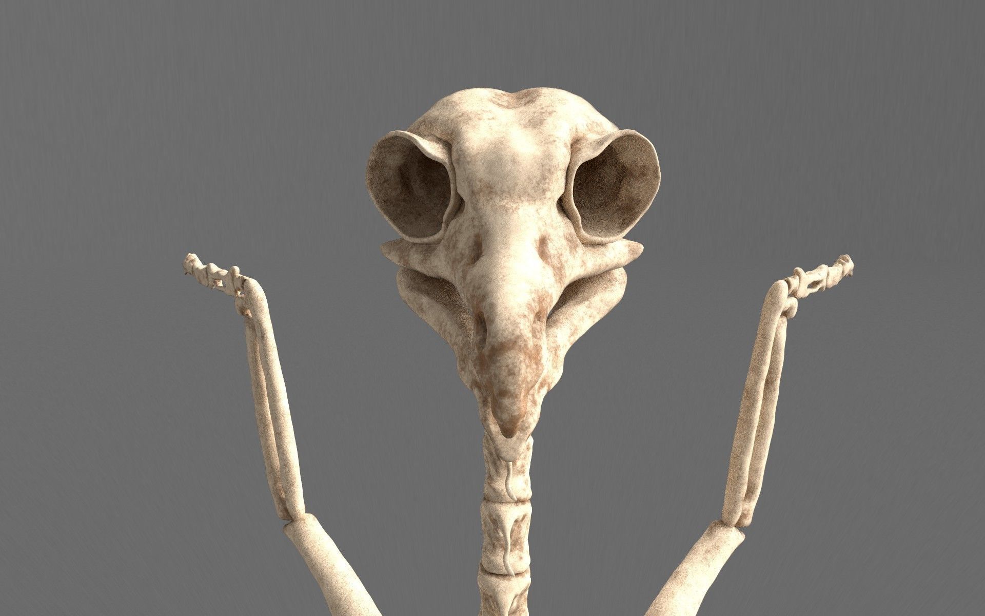 Birds - Skeletal  Low-poly 3D model_7