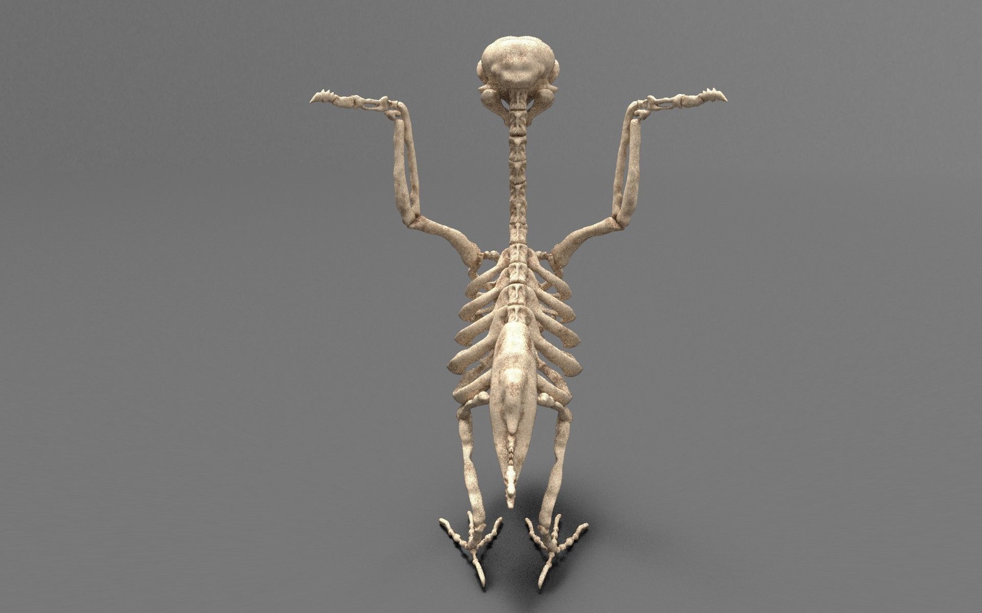 Birds - Skeletal  Low-poly 3D model_4