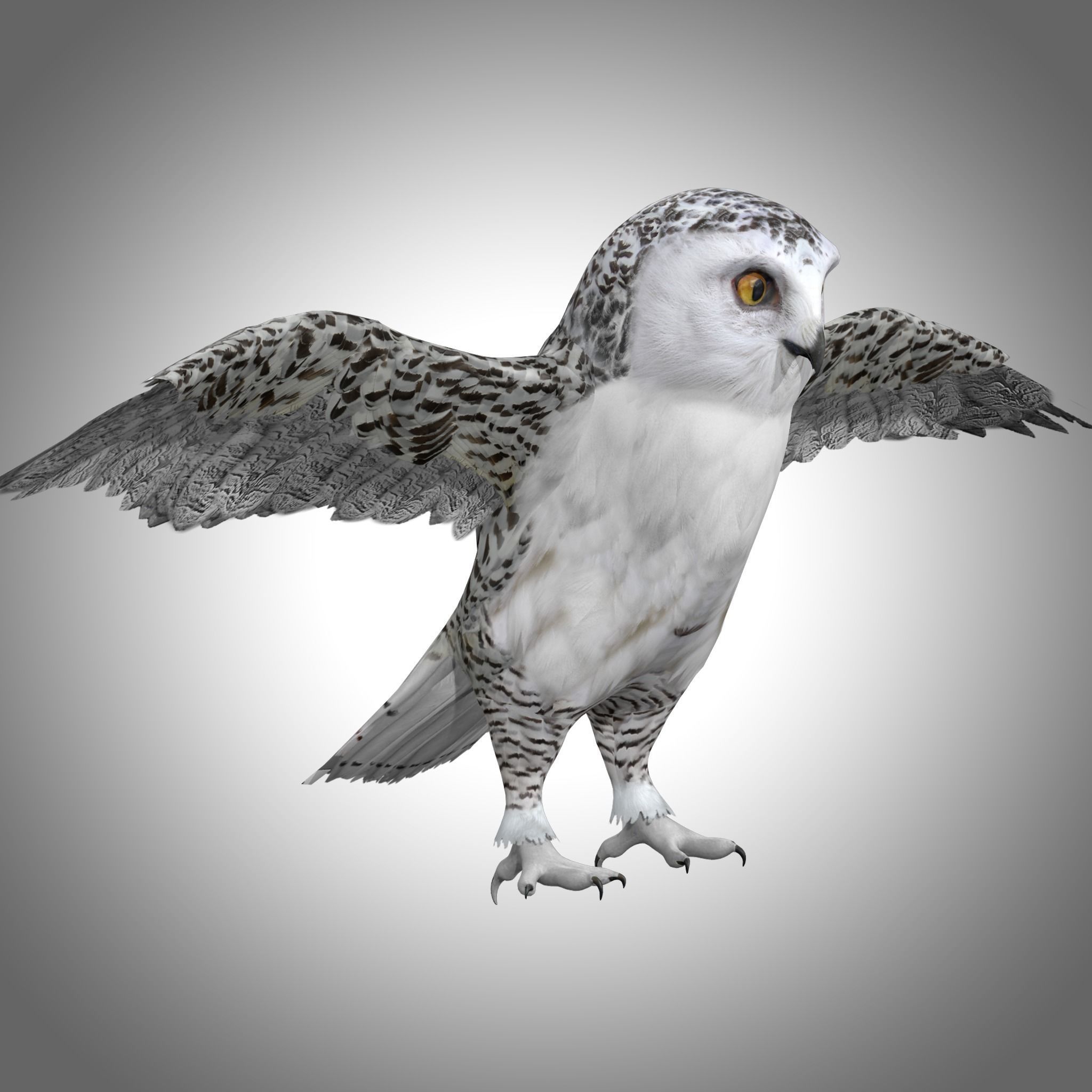 Snowy White Owl Low-poly 3D model_6