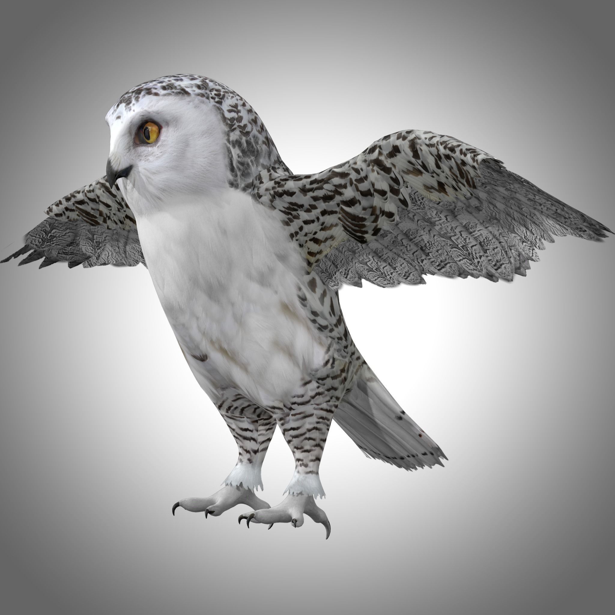 Snowy White Owl Low-poly 3D model_5