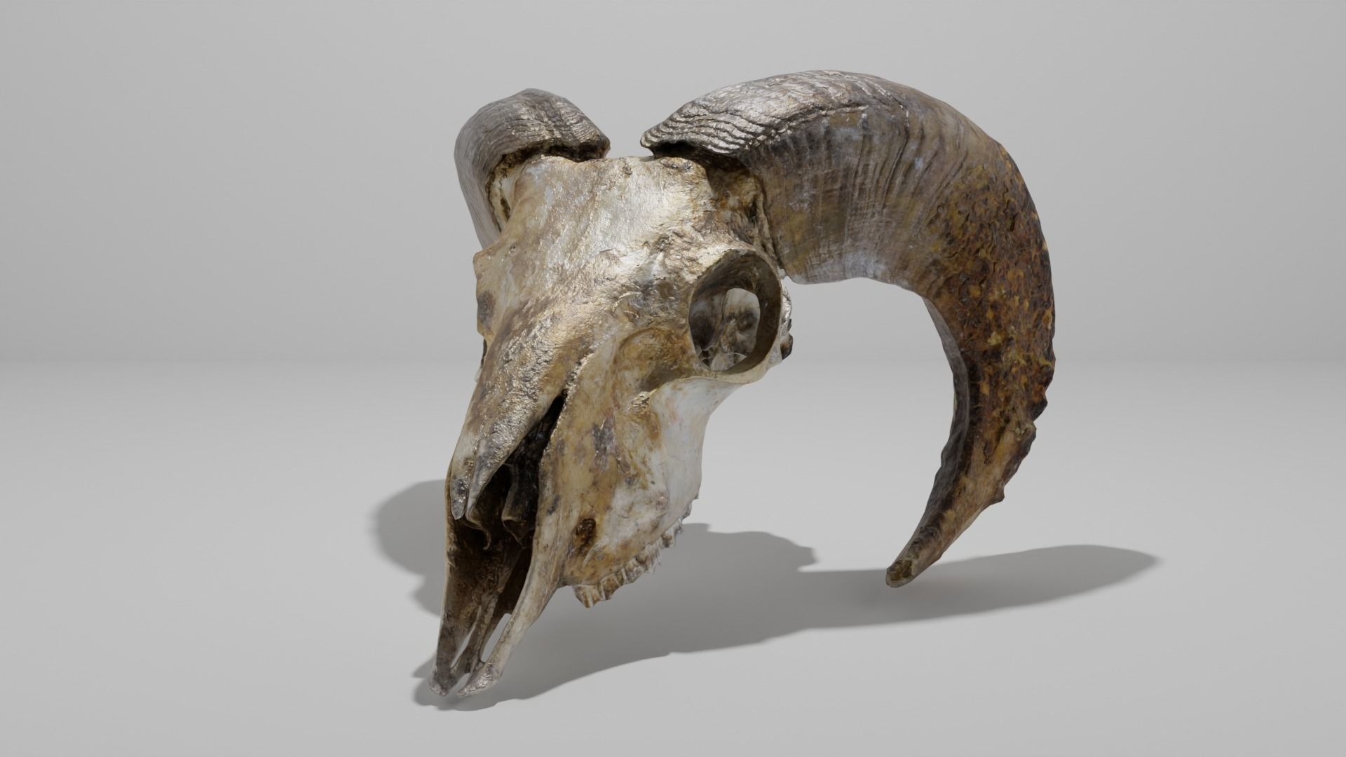 Skull ram Low-poly 3D model_1