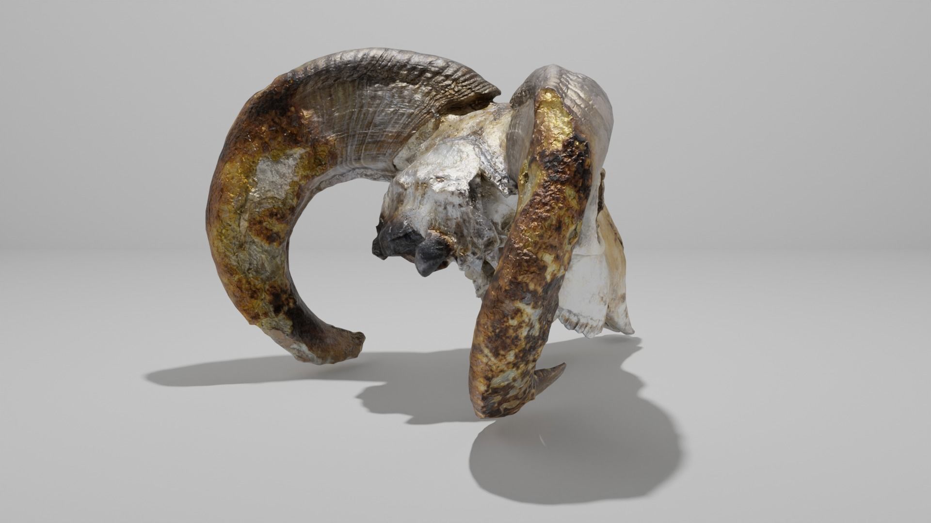 Skull ram Low-poly 3D model_7