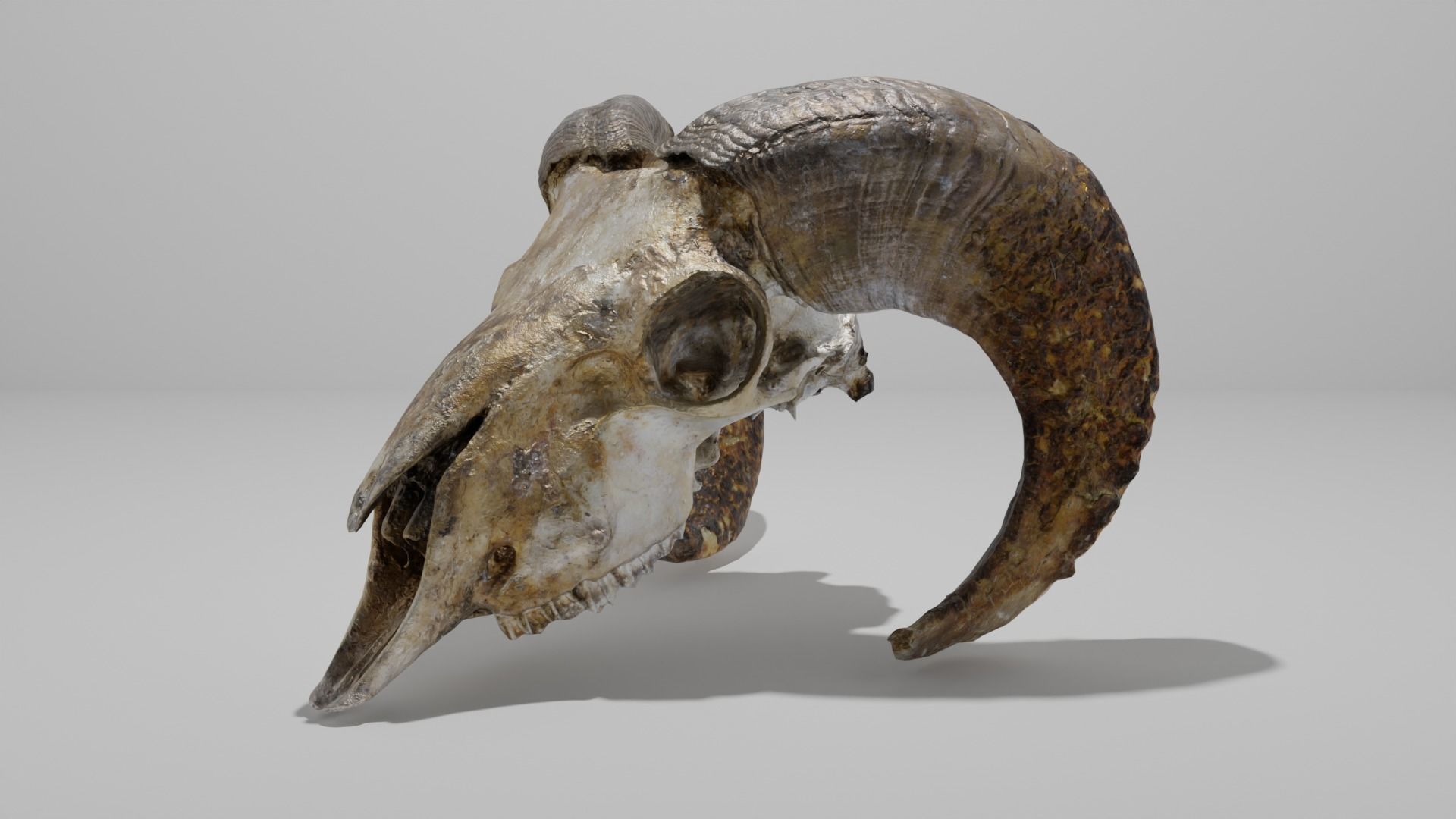 Skull ram Low-poly 3D model_2