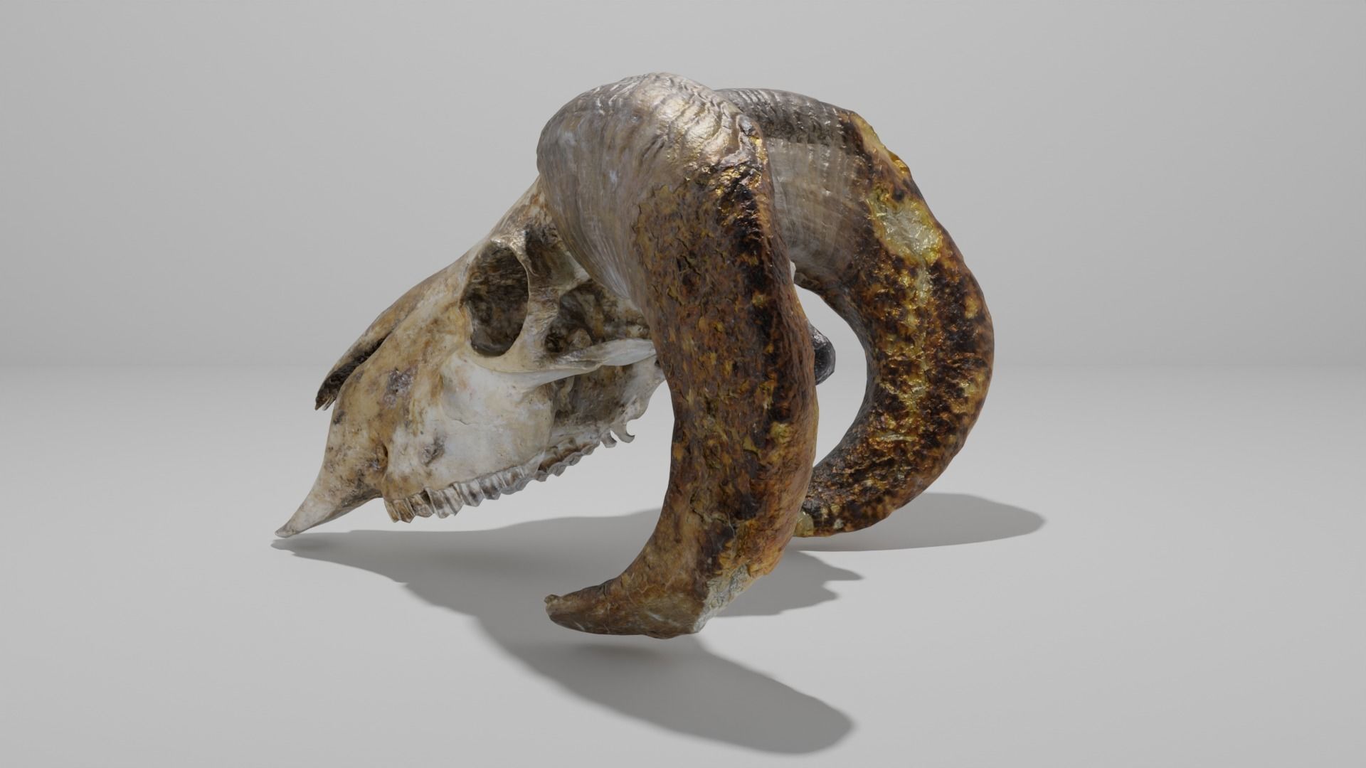 Skull ram Low-poly 3D model_4