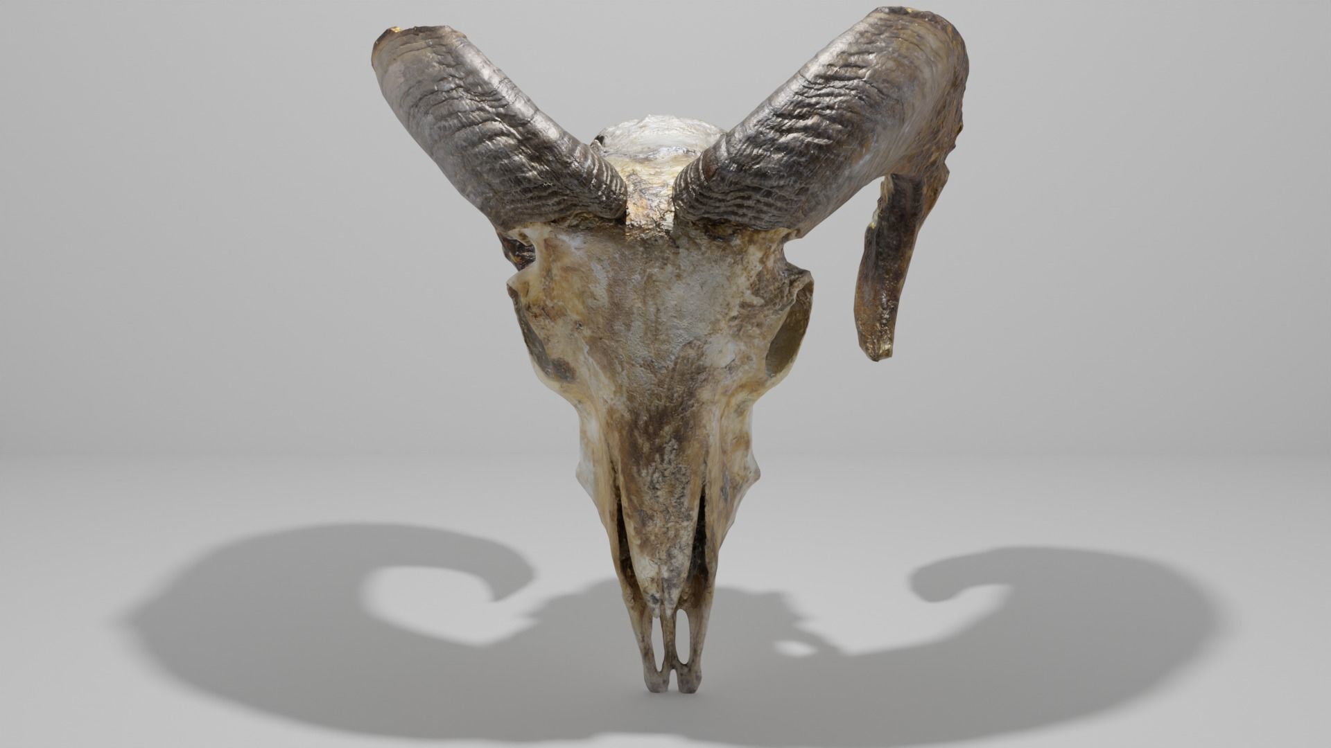 Skull ram Low-poly 3D model_11