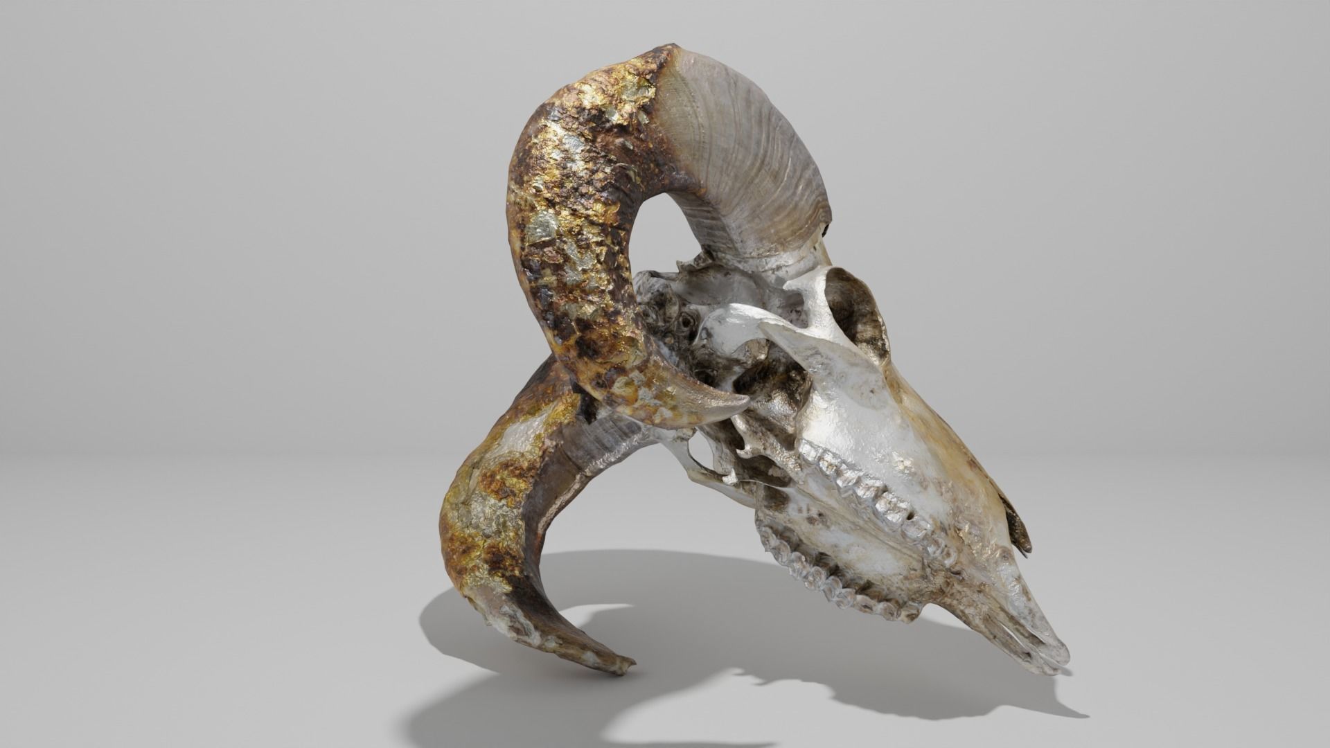 Skull ram Low-poly 3D model_10