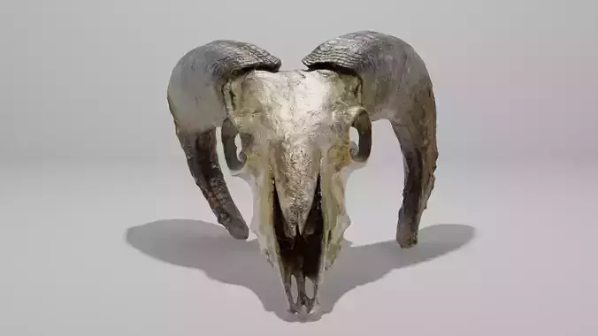Skull ram