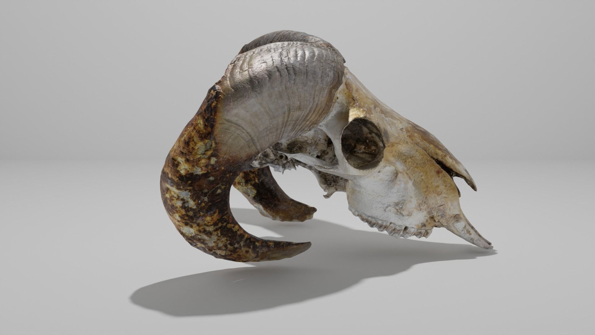 Skull ram Low-poly 3D model_8