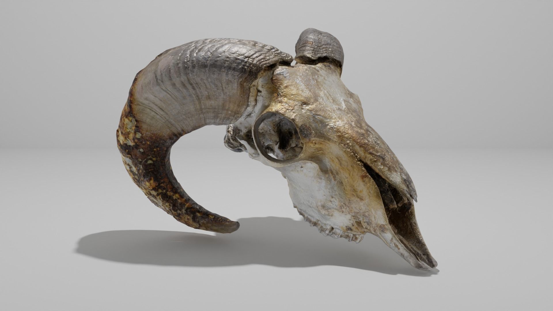 Skull ram Low-poly 3D model_9