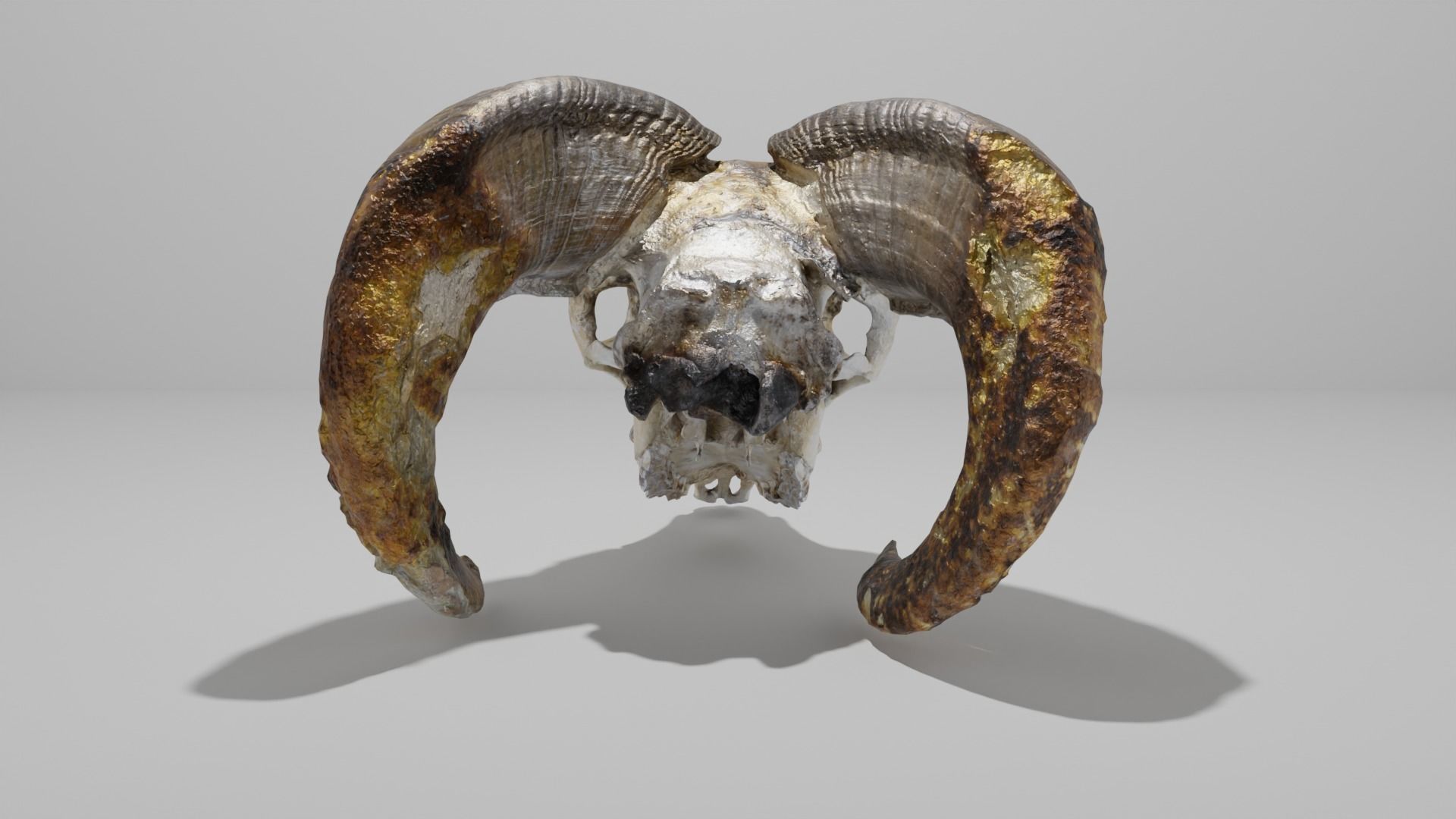 Skull ram Low-poly 3D model_6