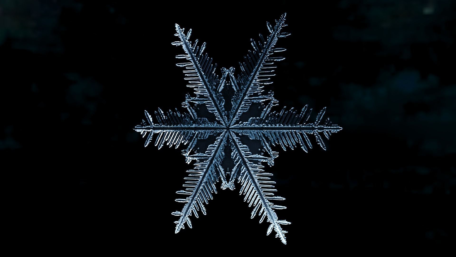 Snowflake PACK growing animation with blender file 3D model_14