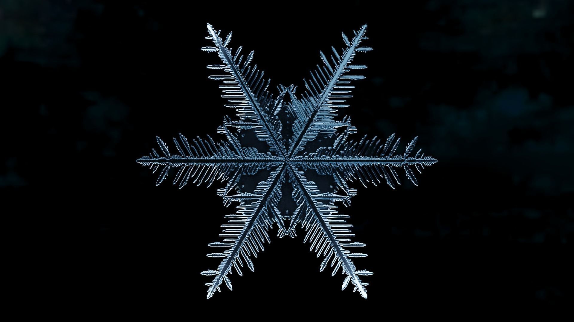 Snowflake PACK growing animation with blender file 3D model_13