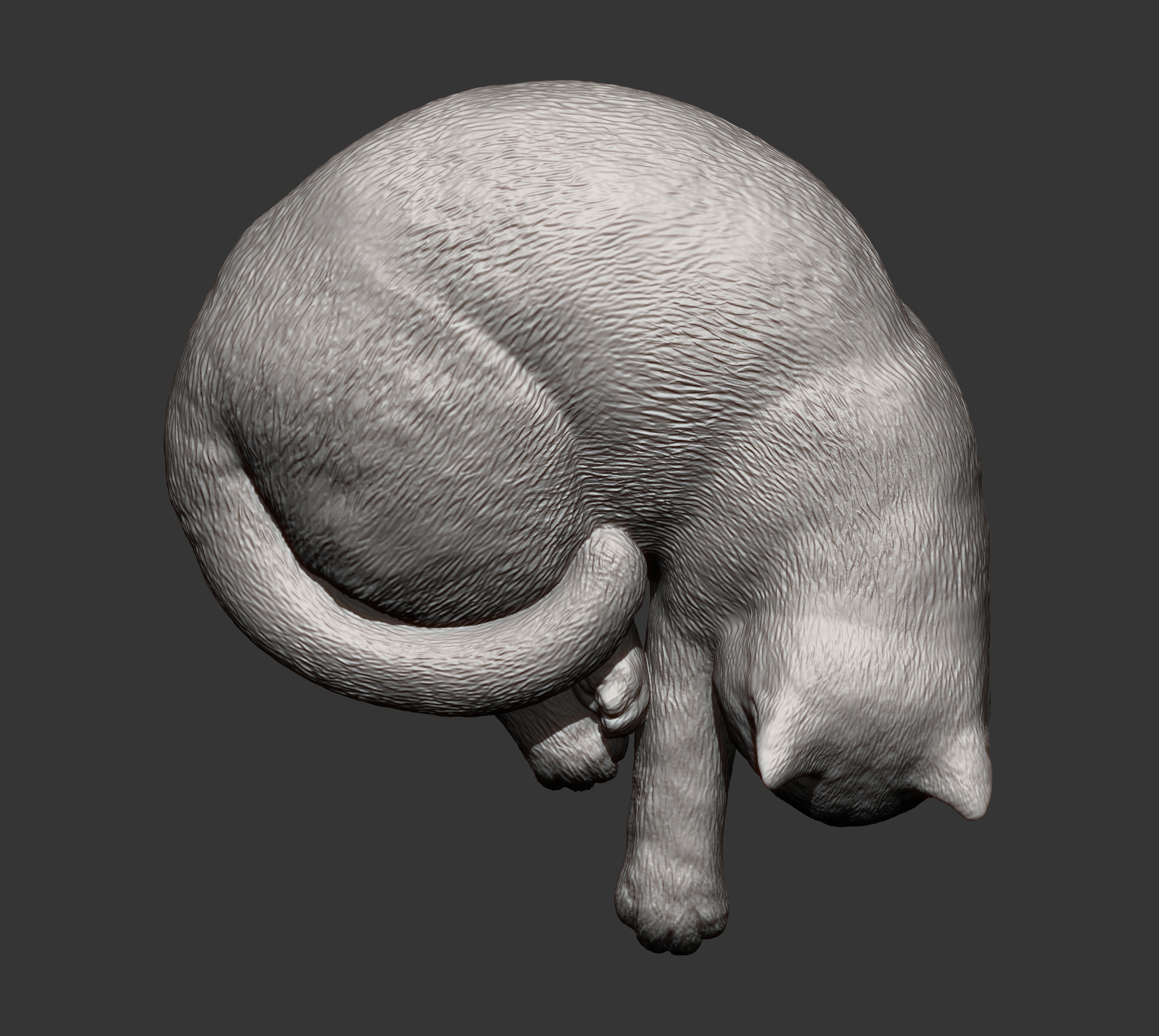 british shorthair cat 3D print model_12