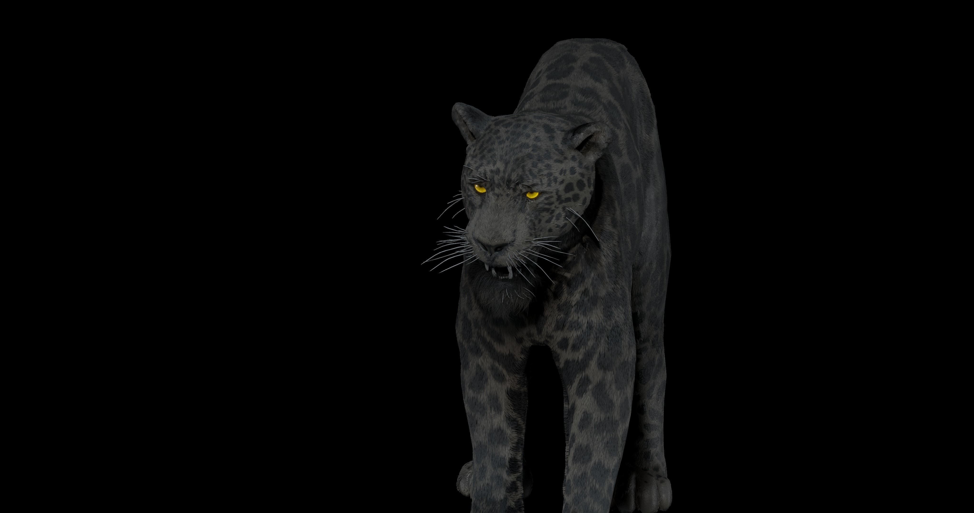 Black panther Jaguar Photorealistic Rigged 3d Blender 4K model 3D model_19