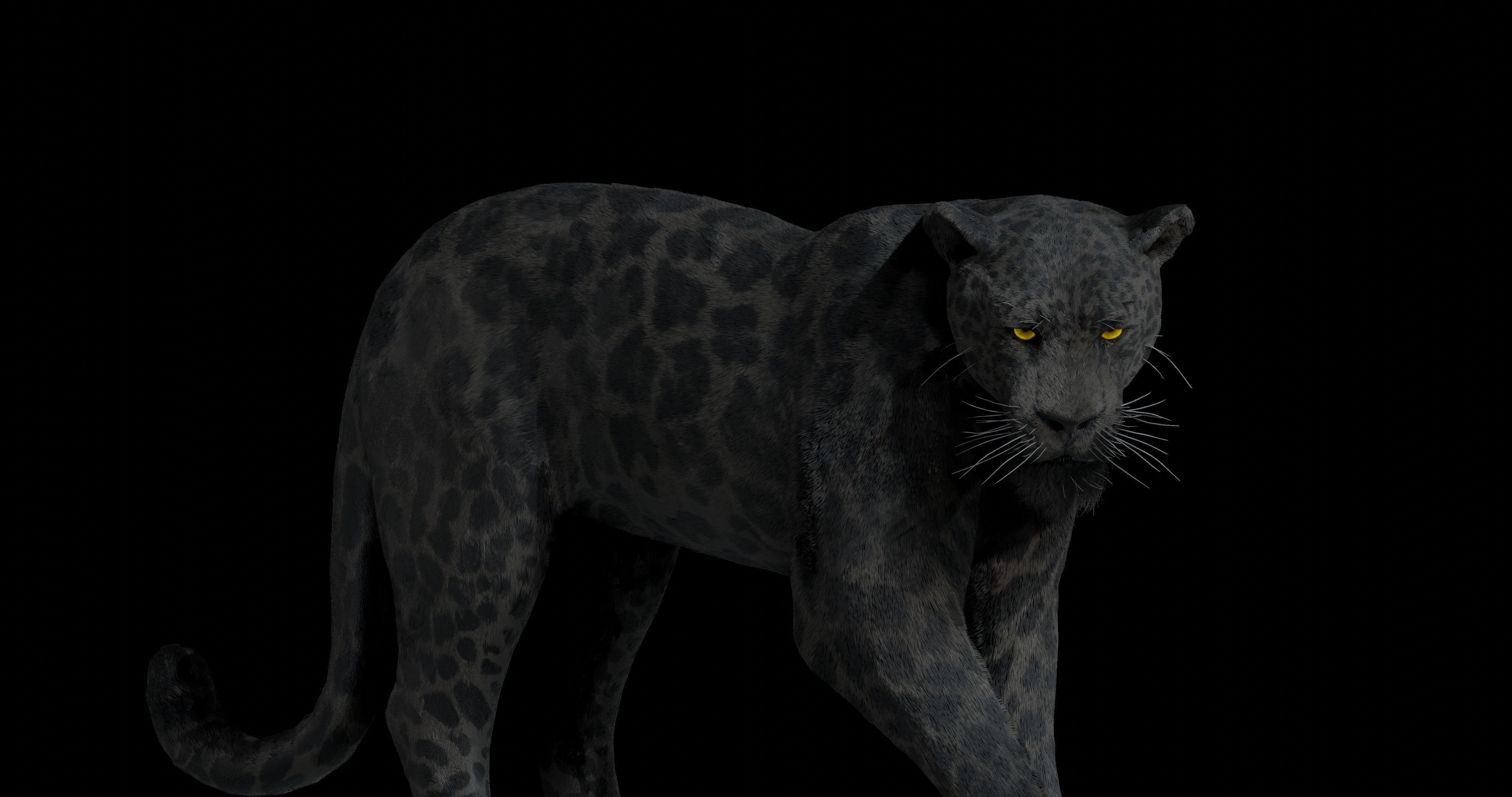 Black panther Jaguar Photorealistic Rigged 3d Blender 4K model 3D model_18