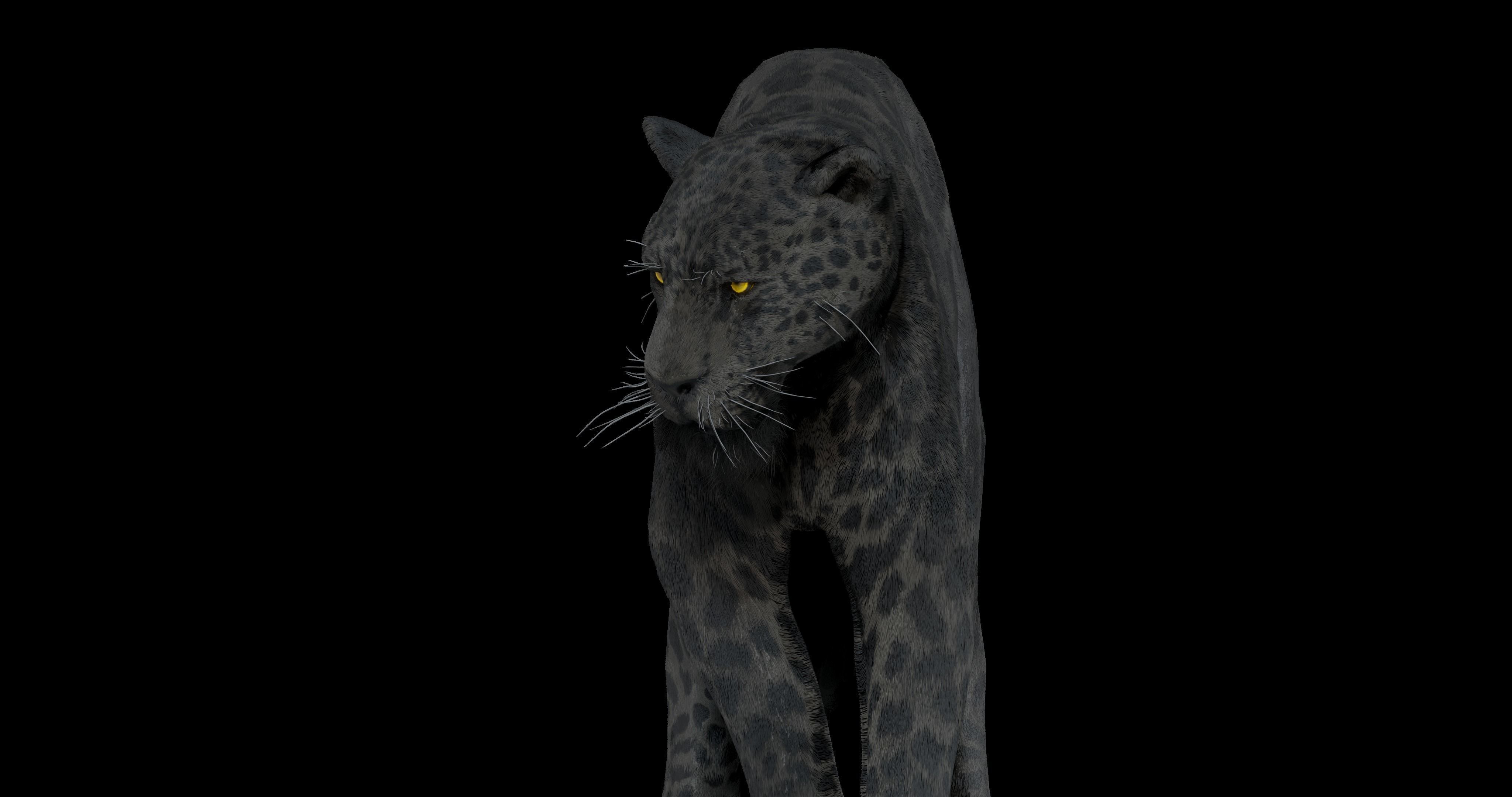 Black panther Jaguar Photorealistic Rigged 3d Blender 4K model 3D model_17