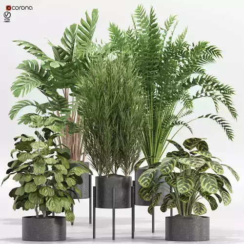intdoor plants set 014