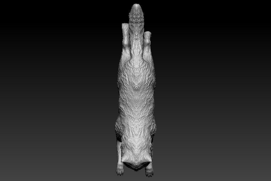 exotic short Cat 3D print model_4