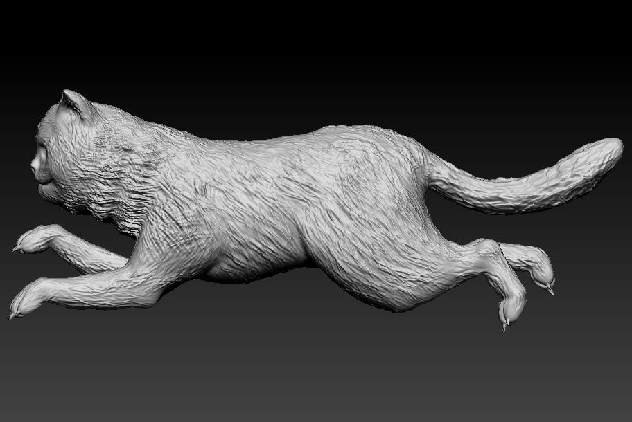 exotic short Cat 3D print model_3
