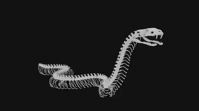 Snake skeleton 3D model