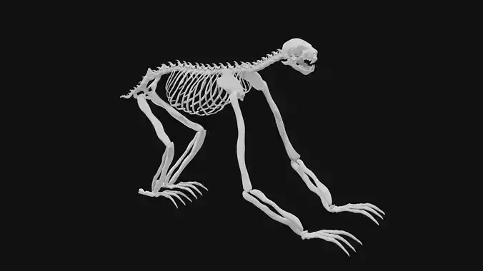 Sloth skeleton