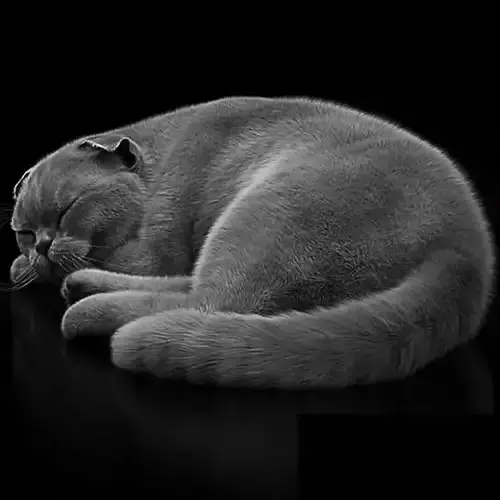 cat cats 3D model