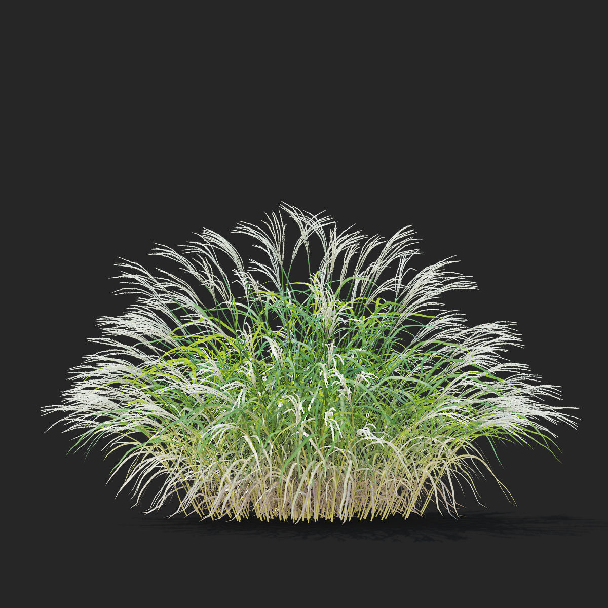 Miscanthus sinensis ornamental grass 3D model_6