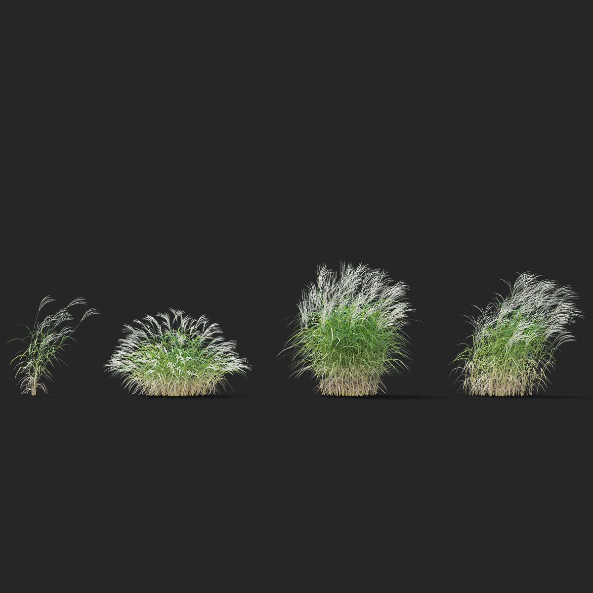 Miscanthus sinensis ornamental grass 3D model_8