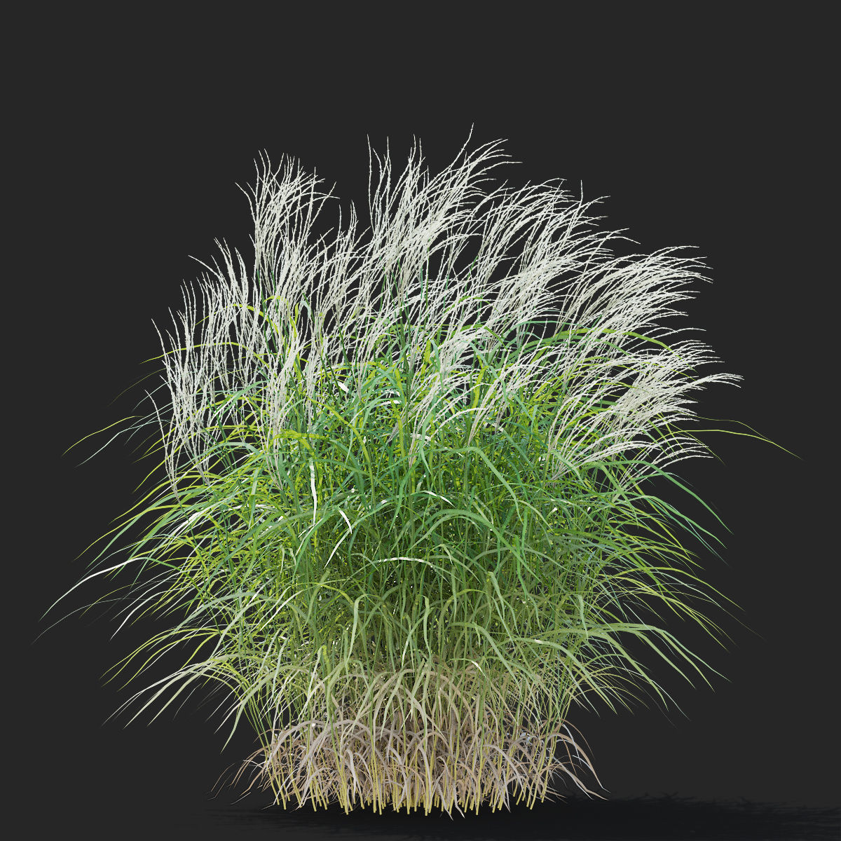 Miscanthus sinensis ornamental grass 3D model_4