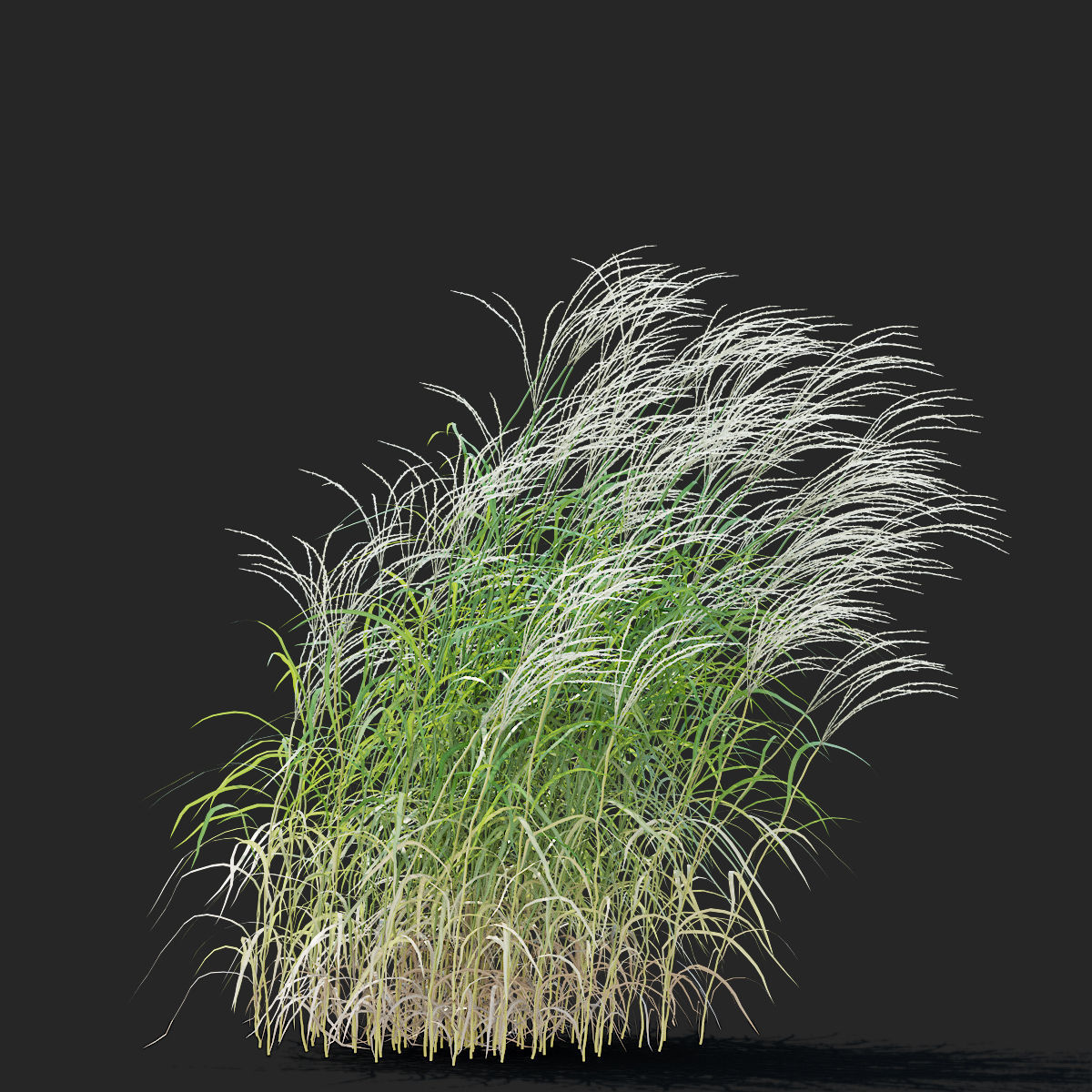 Miscanthus sinensis ornamental grass 3D model_5