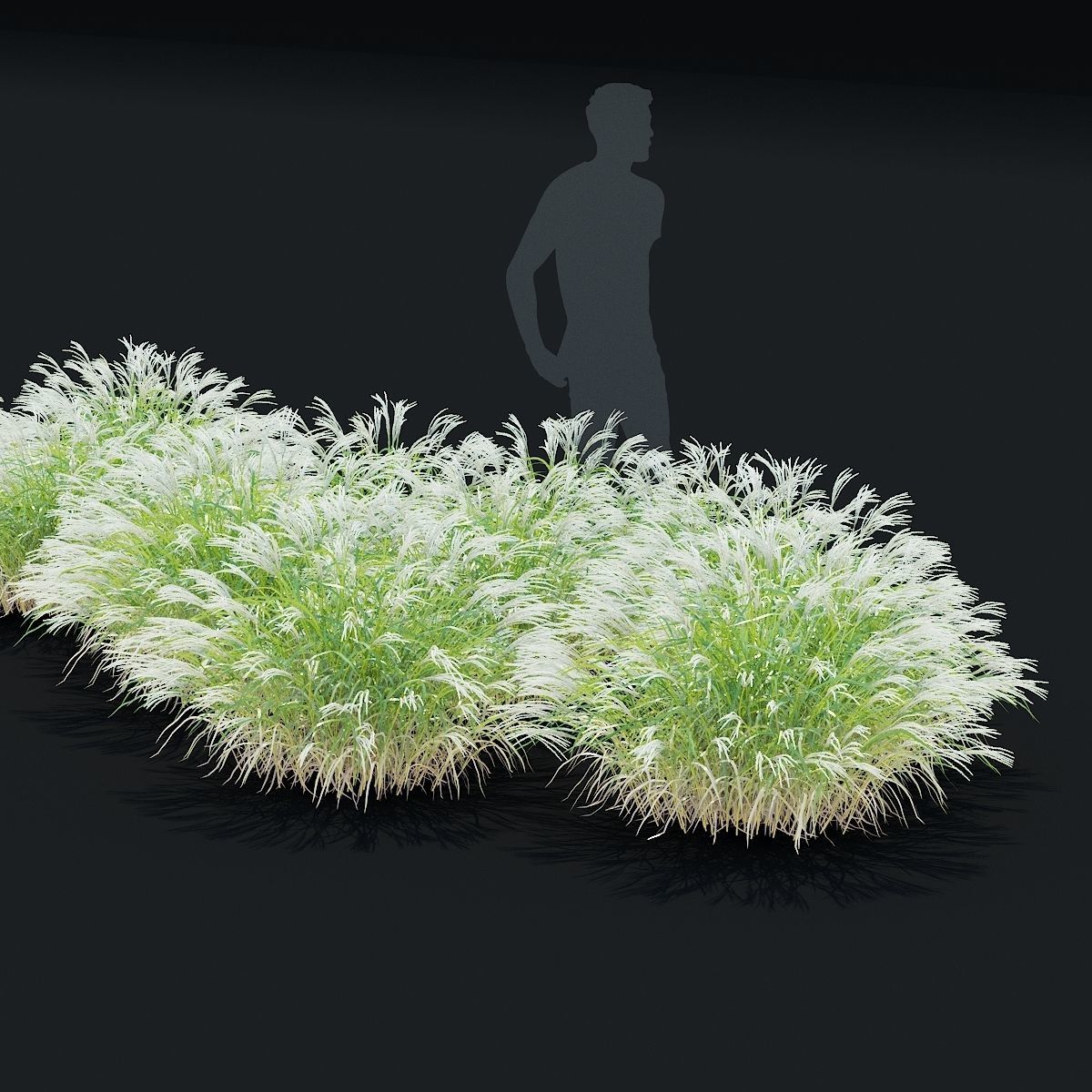 Miscanthus sinensis ornamental grass 3D model_2