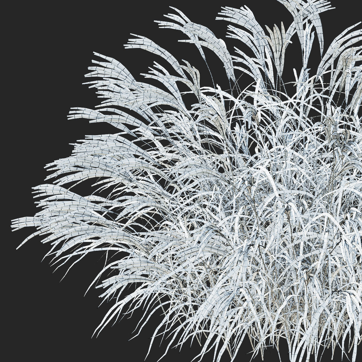 Miscanthus sinensis ornamental grass 3D model_10