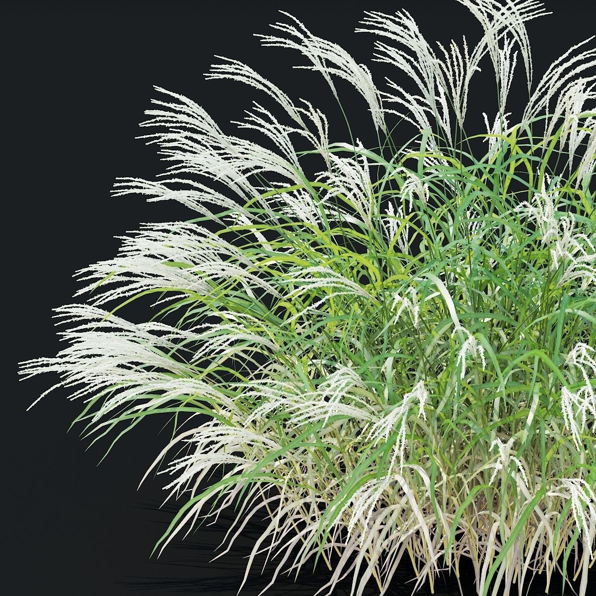 Miscanthus sinensis ornamental grass 3D model_9