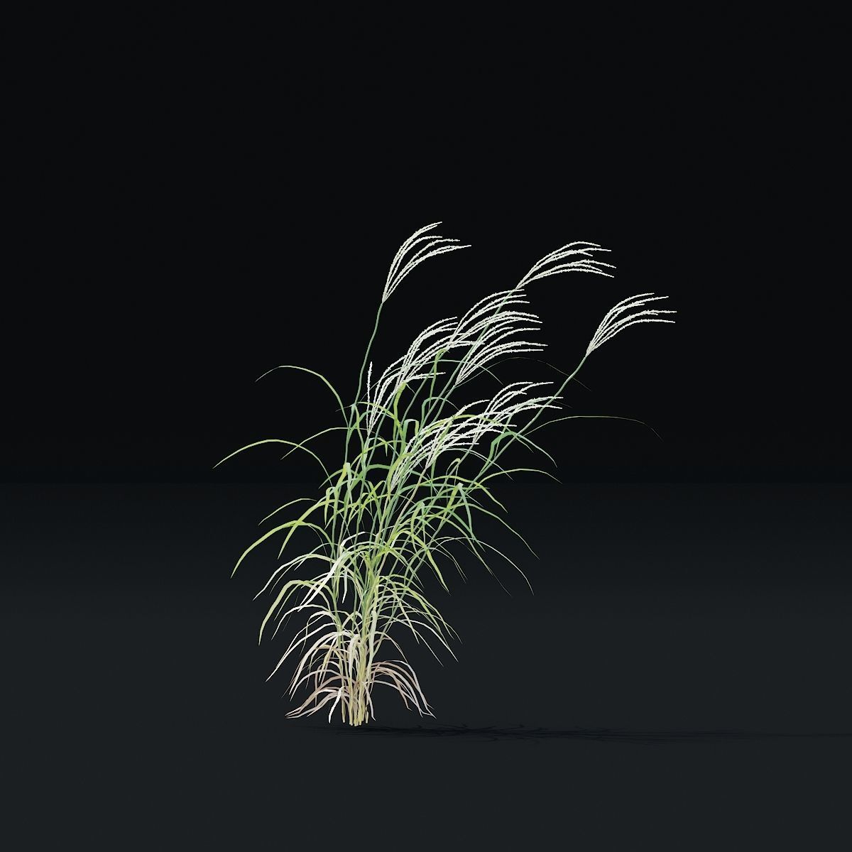 Miscanthus sinensis ornamental grass 3D model_7